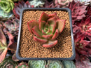 Echeveria Agavoides 'Padma' 2" Succulent Plant