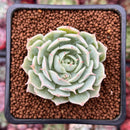 Echeveria 'Love Wave' 1" Succulent Plant