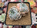 Echeveria sp. 3" Cluster Succulent Plant
