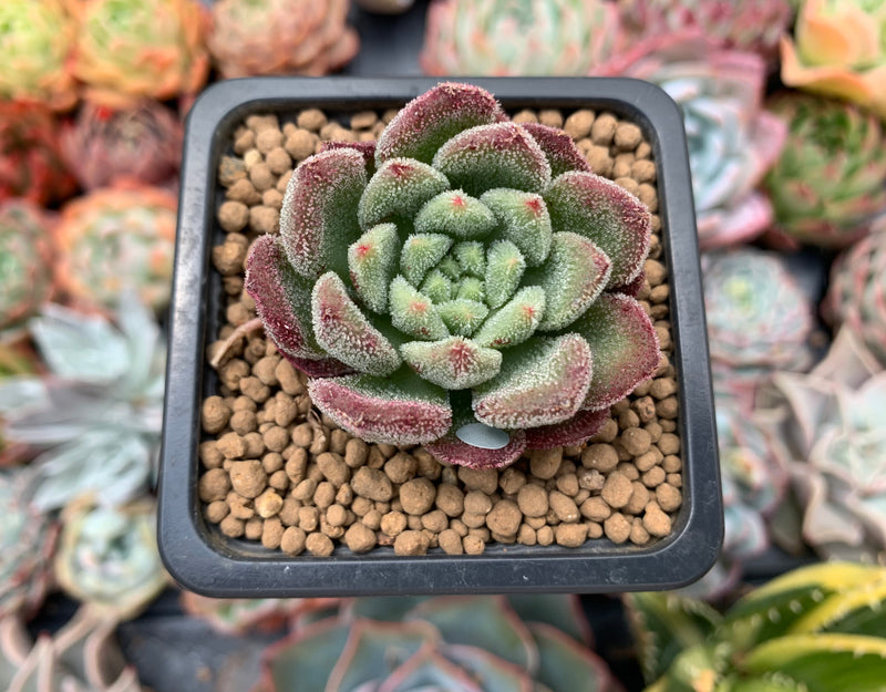 christmas carol succulent Echeveria 'Christmas Carol' 1" Small Succulent Plant