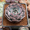Echeveria 'Francia' 2" Air Magic Hybrid Succulent Plant