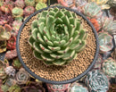 Echeveria Agavoides 'Sarabony' 4" Succulent Plant