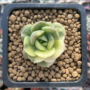 Echeveria 'Nicksana' Variegated 1" Cutting Succulent Plant