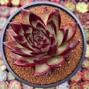 Echeveria Agavoides Hybrid 4" Succulent Plant