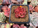 Echeveria Agavoides 'Fire Pillar' 1" Succulent Plant
