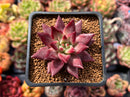Echeveria Agavoides 'Fire Eagle' 2" Succulent Plant