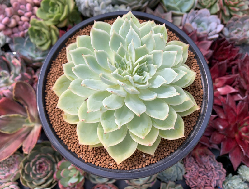 Echeveria 'Pansy' Bifurcated 5