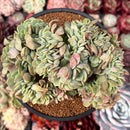 Echeveria 'Lemon and Lime' Crested 4" Succulent Plant