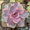 Echeveria 'Rainbow' Variegated 2"-3" Succulent Plant
