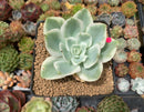Echeveria 'Lemon Lime' Variegated 3" Succulent Plant