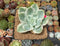Echeveria 'Lemon Lime' Variegated 3" Succulent Plant