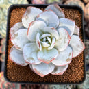 Echeveria 'Laui' 3" Powdery Succulent Plant