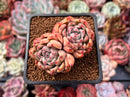 Echeveria 'Piano' 2" Cluster Succulent Plant
