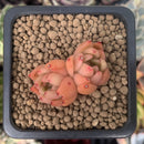 Echeveria Agavoides 'Hanasohulen' 1" Cluster Succulent Plant