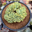 Echeveria 'Lemon and Lime' Crested 4" Succulent Plant