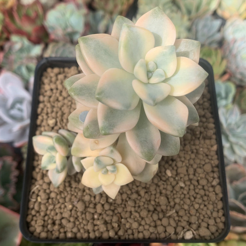 Graptoveria 'Titubans' Variegated 3