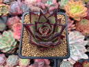 Echeveria Agavoides 'Ebony' Super Clone 3"-4" Succulent Plant