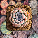 Echeveria 'Phantom of Pink' 2" Succulent Plant