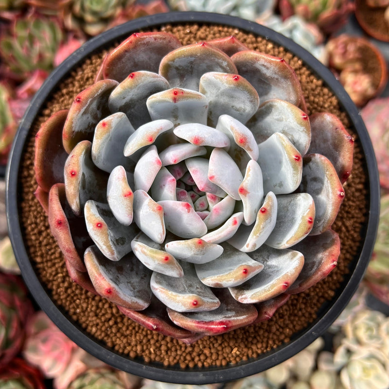 succulents that look like echeveria Echeveria 'Laui x Lindsayana' Large 4"-5" Succulent Plant – True Succulents Plant Co