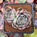 Echeveria 'Carla' 2" Cluster Succulent Plant