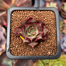 Echeveria 'Longissima' 1" Small Succulent Plant