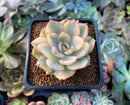Echeveria 'Esther' Variegated 2" Succulent Plant