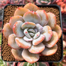 Echeveria 'Cream Tea' 3" Succulent Plant