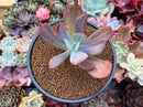 Echeveria 'Dream and Phantasm' Variegated 3" Succulent Plant