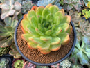 Echeveria 'Starmark' Hybrid 4"-5" Succulent Plant