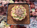 Echeveria Agavoides 'Amethyst' 3" Succulent Plant