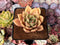 Echeveria Agavoides 'Chou' 2"-3" Succulent Plant