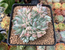 Echeveria 'Mebina' Variegated 4" Large Cluster Succulent Plant