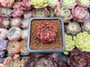 Echeveria Agavoides 'Almond' 1" Small Succulent Plant