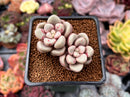Echeveria 'Avant-garde' 2" Succulent Plant