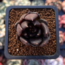 Echeveria 'Black Bird' 1" Small Succulent Plant
