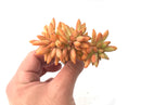 Sedum Adolphi Crested 3" Rare Succulent Plant