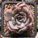 Echeveria 'Holwayi' Variegated 1"-2" Succulent Plant