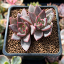 Echeveria sp. 1" Cluster Succulent Plant