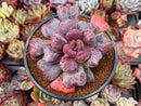 Echeveria 'Pagoda' 4" Succulent Plant