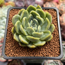 Echeveria 'Bahamas' 2" Air Magic Hybrid Succulent Plant