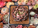 Echeveria 'Pink Stella' 1"-2" Succulent Plant