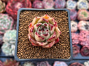 Echeveria Agavoides 'Super Bee' 1"-2" Succulent Plant