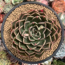 Echeveria Agavoides 'Rudolph' 5" Succulent Plant