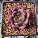 Echeveria 'Charlotte' 2" Succulent Plant