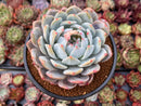 Echeveria 'Orange Monroe' 4" Powdery Succulent Plant