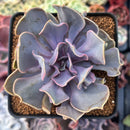 Echeveria 'Valkyrie' 3" Succulent Plant