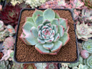 Echeveria 'Chihuahuaensis' Lightly Variegated 2"-3" Succulent Plant