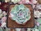Echeveria 'Chihuahuaensis' Lightly Variegated 2"-3" Succulent Plant