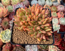 Echeveria Agavoides 'Ebony' Crested 4" Succulent Plant
