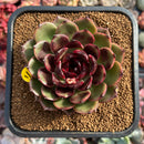 Echeveria Agavoides 'Eclipse' 3"-4" Succulent Plant
